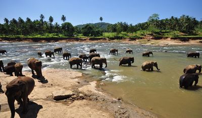 Pinnawala Elephant Orphanage